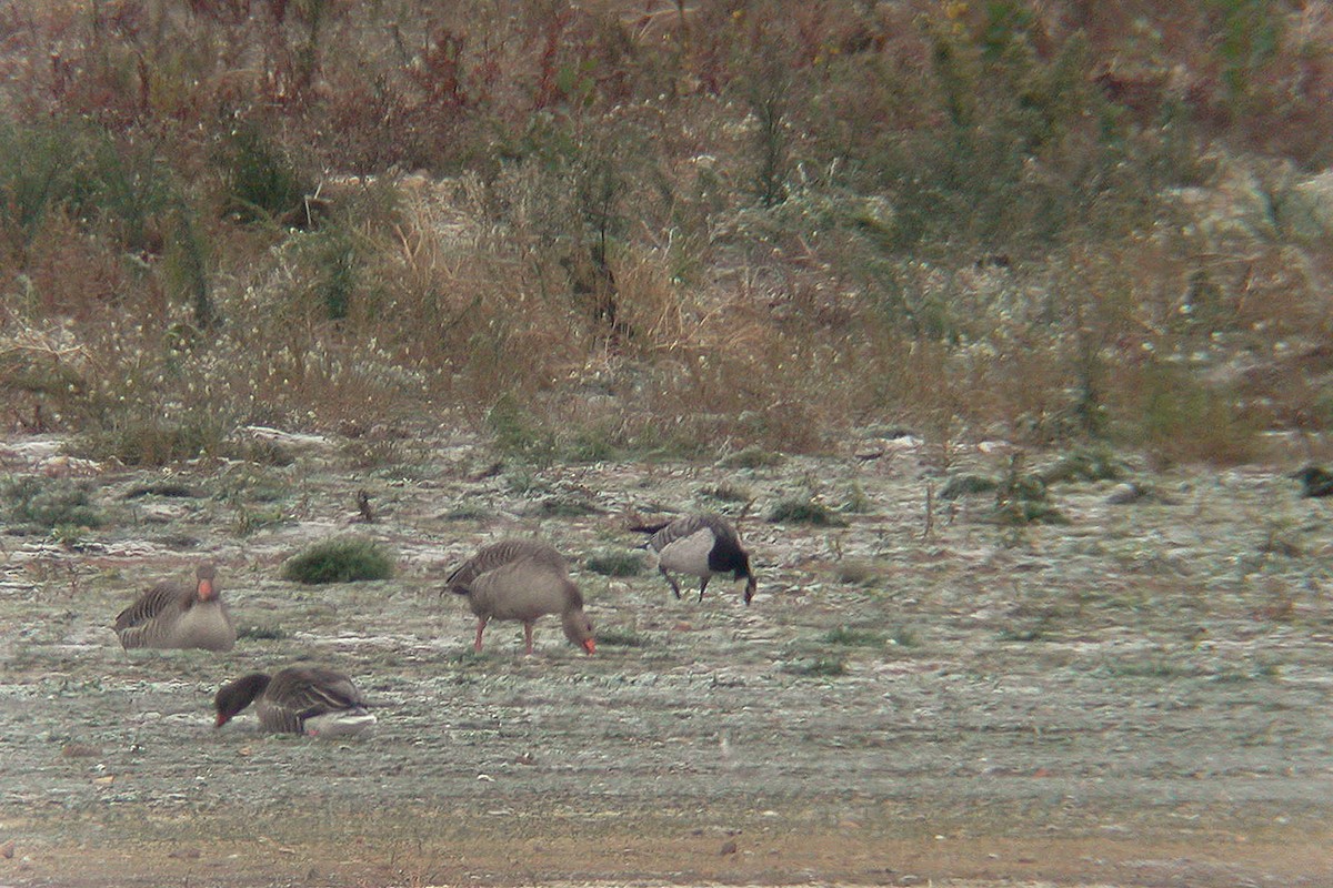 Barnacle Goose - ML220943841