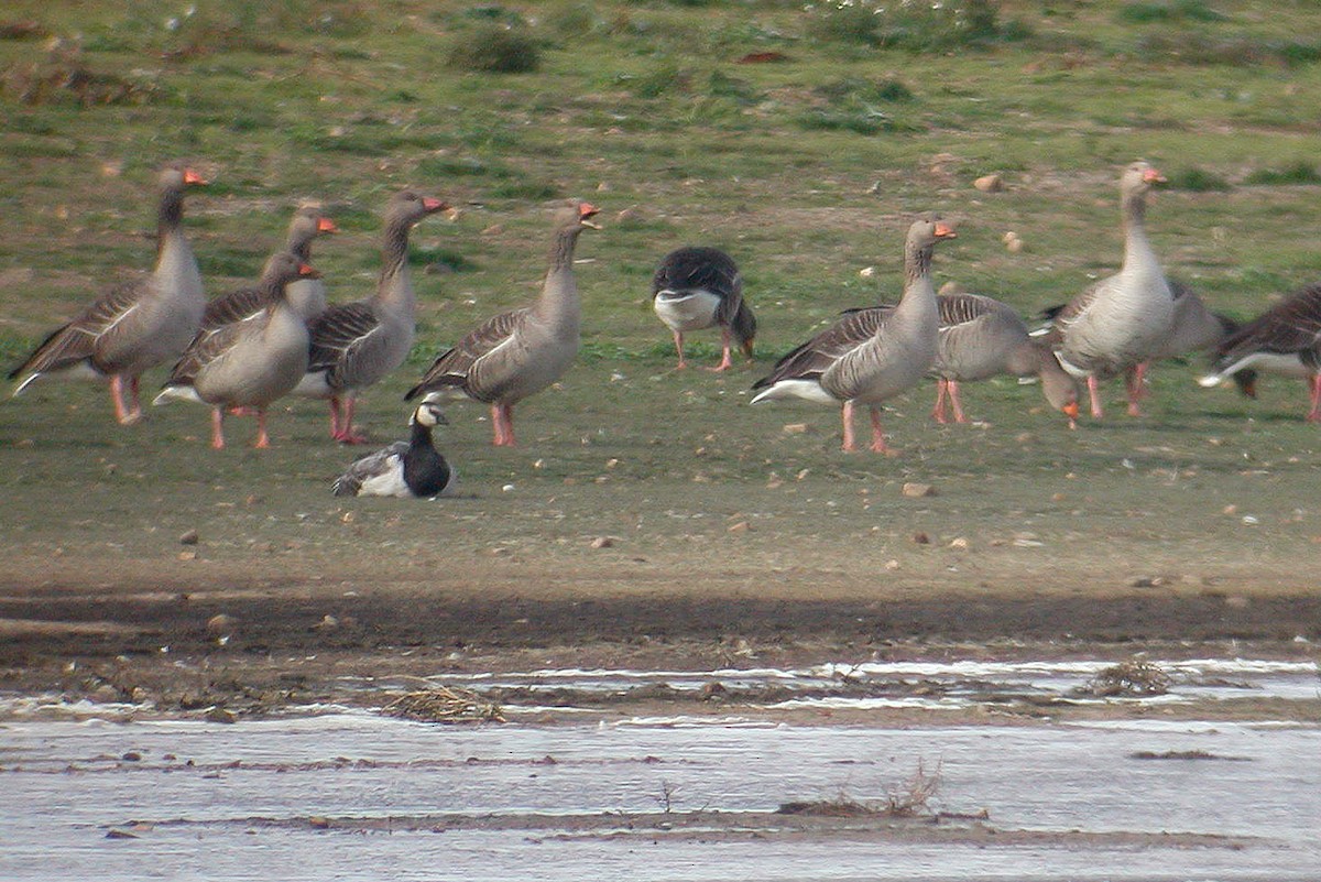 Barnacle Goose - ML220943901