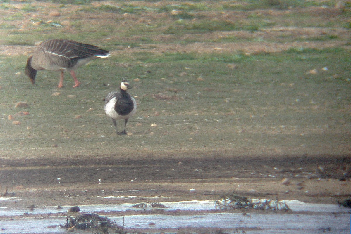 Barnacle Goose - ML220943931