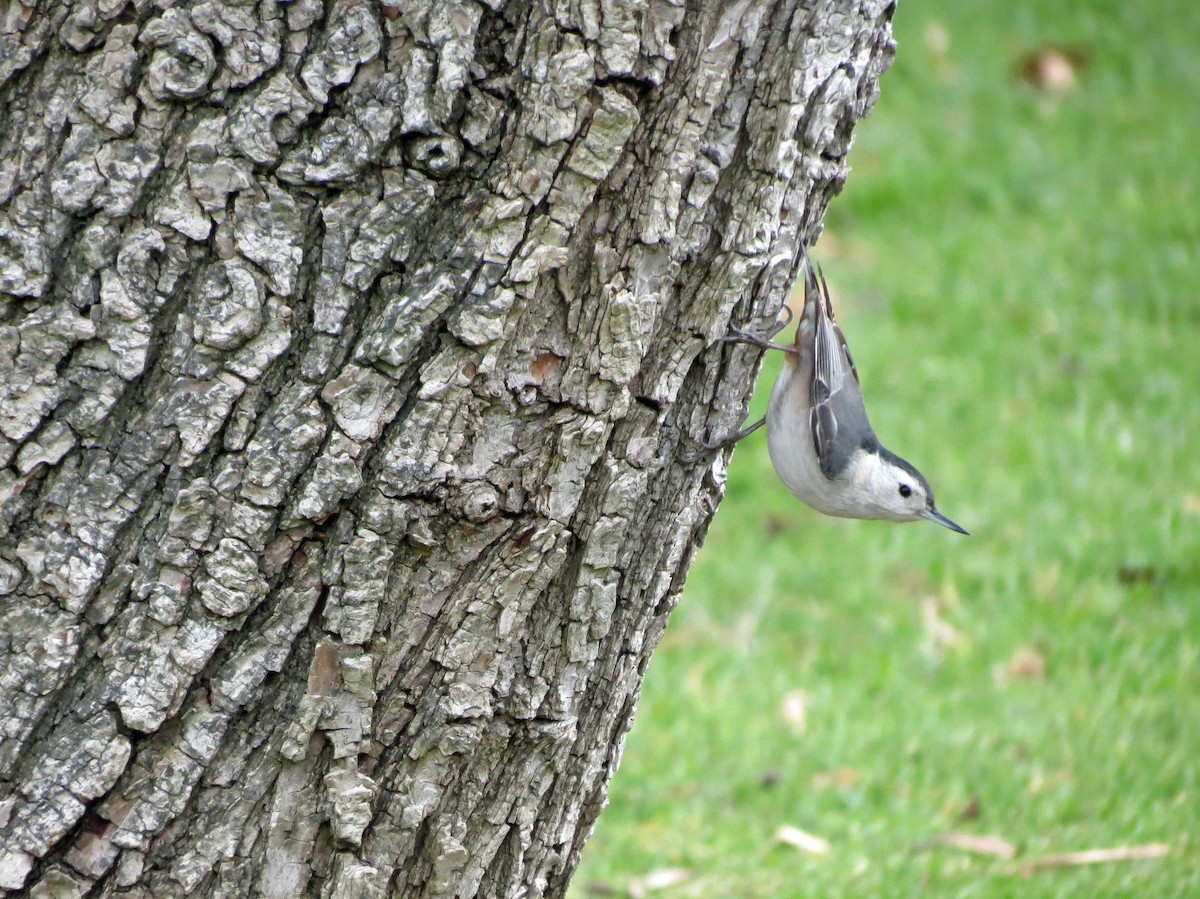 White-breasted Nuthatch - Brian Daniels