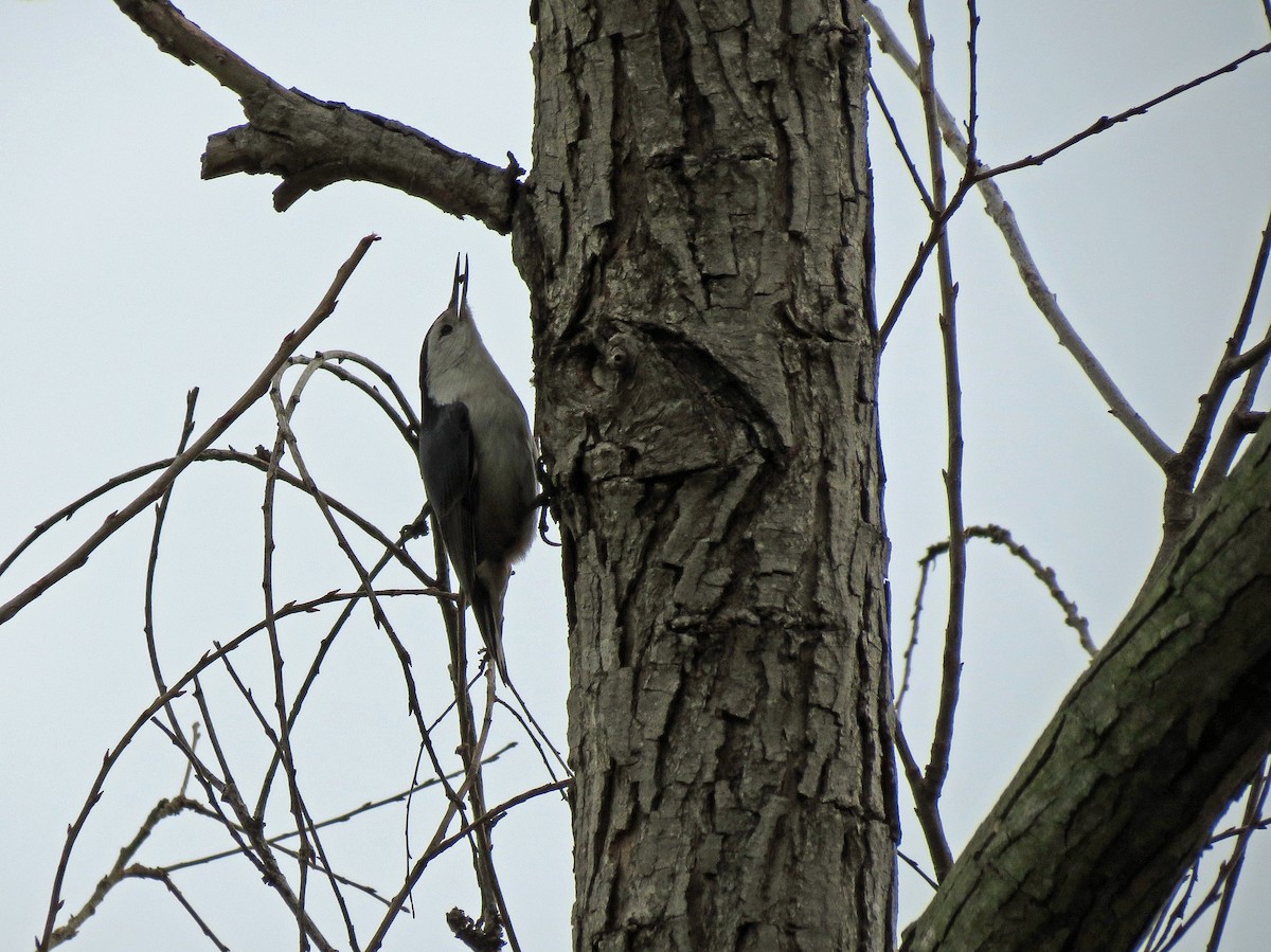 White-breasted Nuthatch - ML220945591