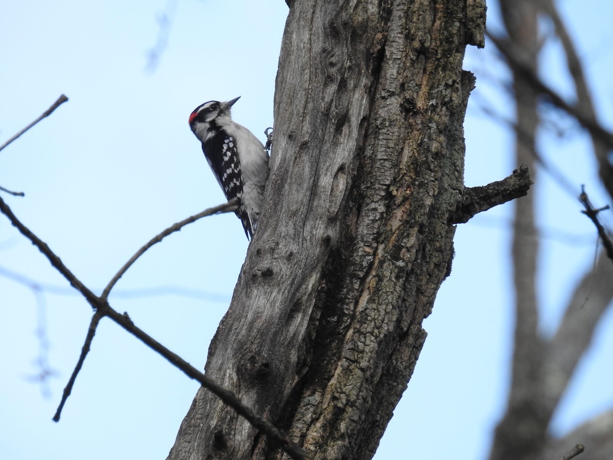 Downy Woodpecker - ML220946551