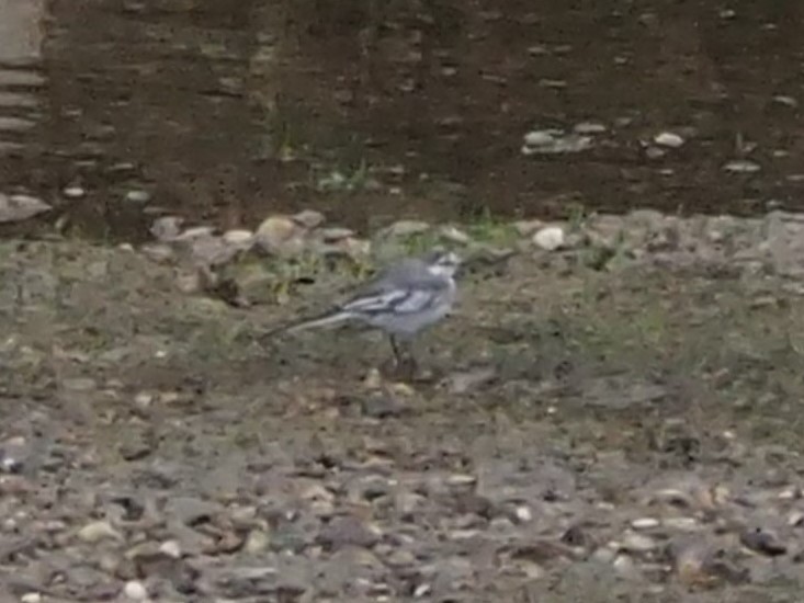 White Wagtail - ML220946821