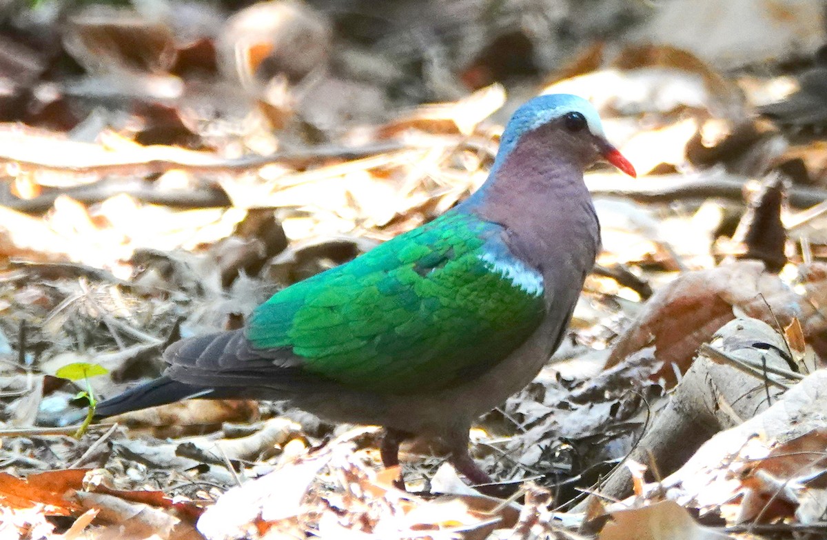 Asian Emerald Dove - ML220947911