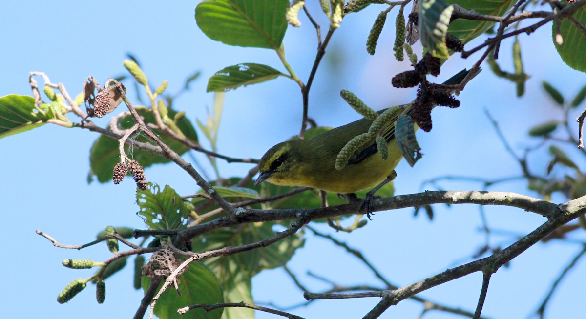 Superciliaried Hemispingus (Yellow-browed) - Jay McGowan