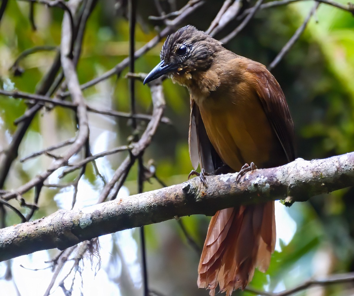 Streak-capped Treehunter - ML220949271