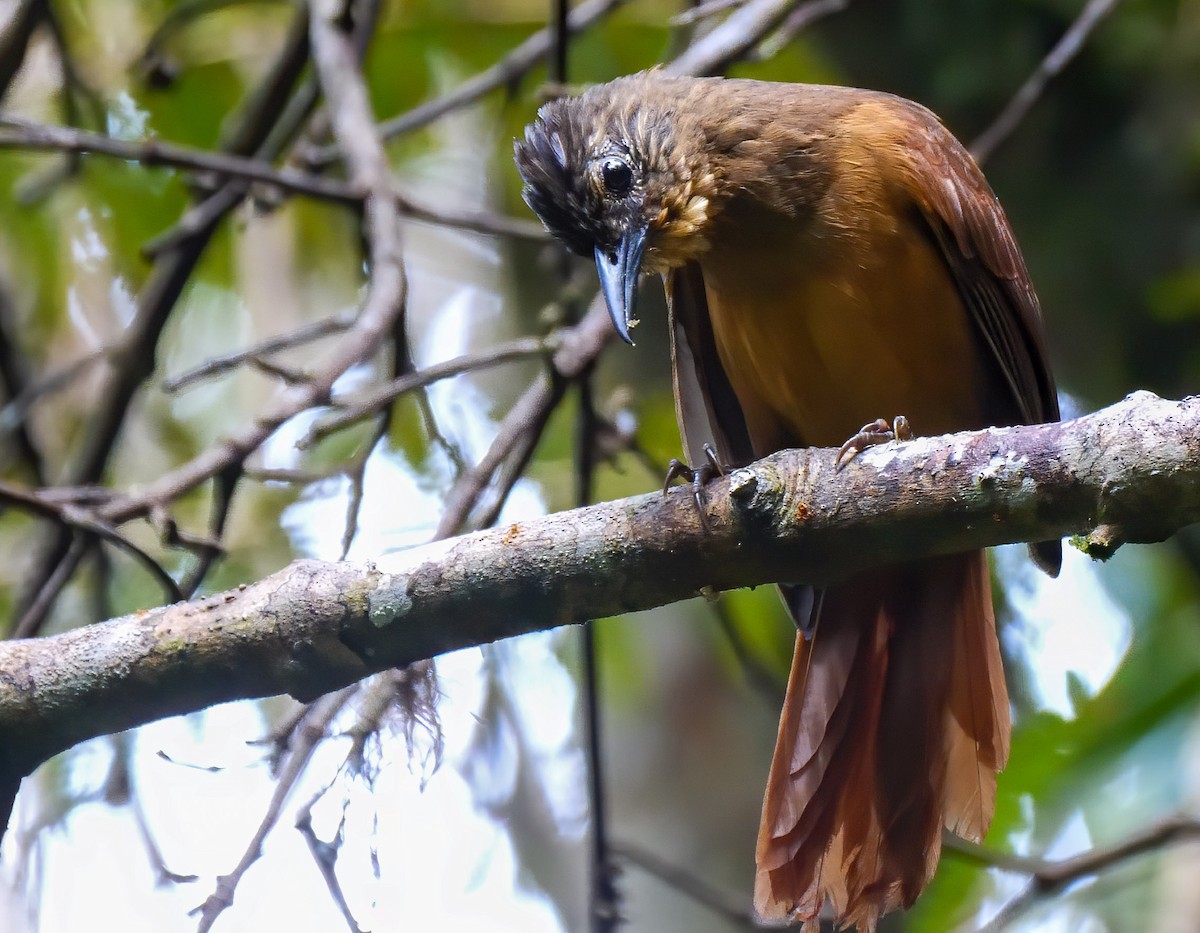 Streak-capped Treehunter - ML220951331