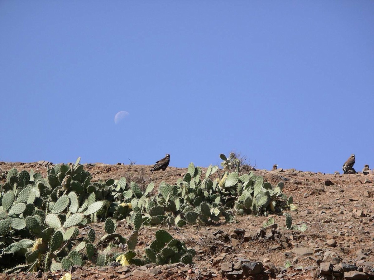 Águila Esteparia - ML220951711