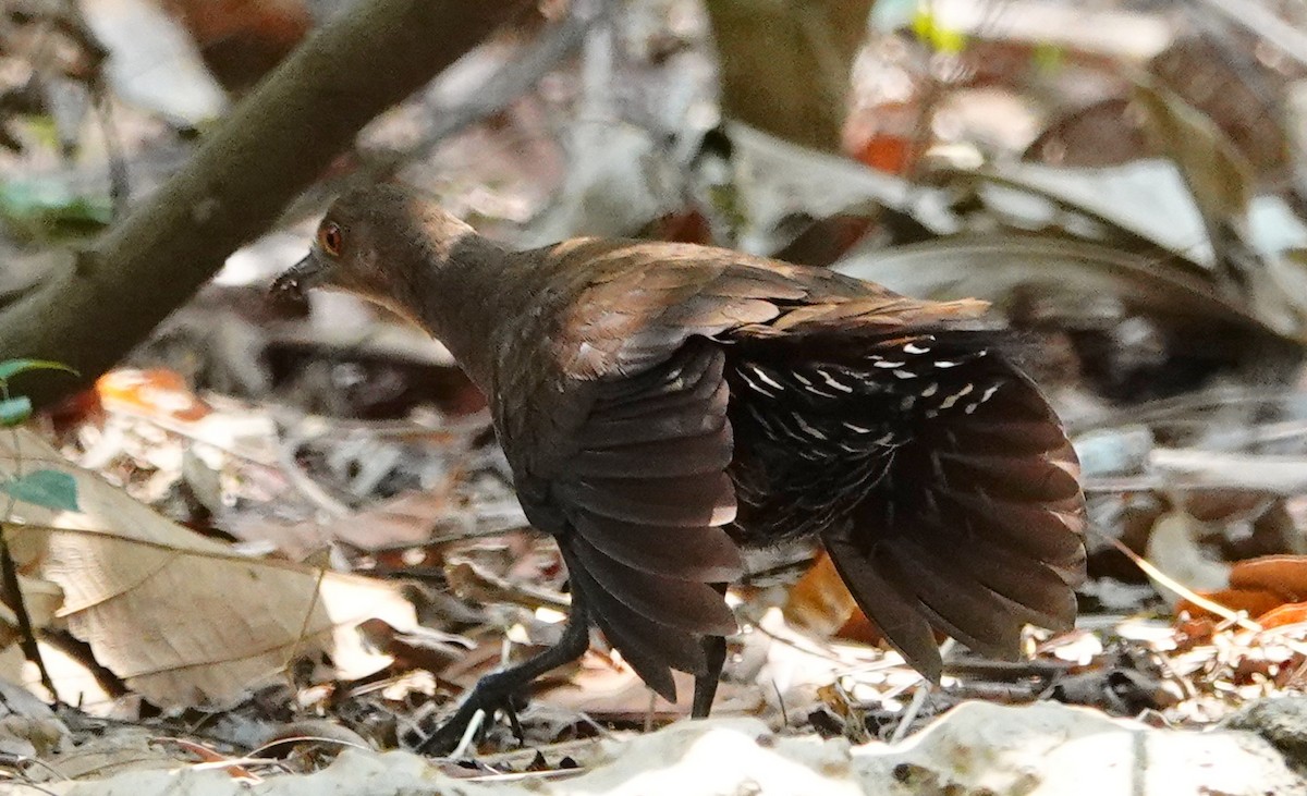 Slaty-legged Crake - ML220952621