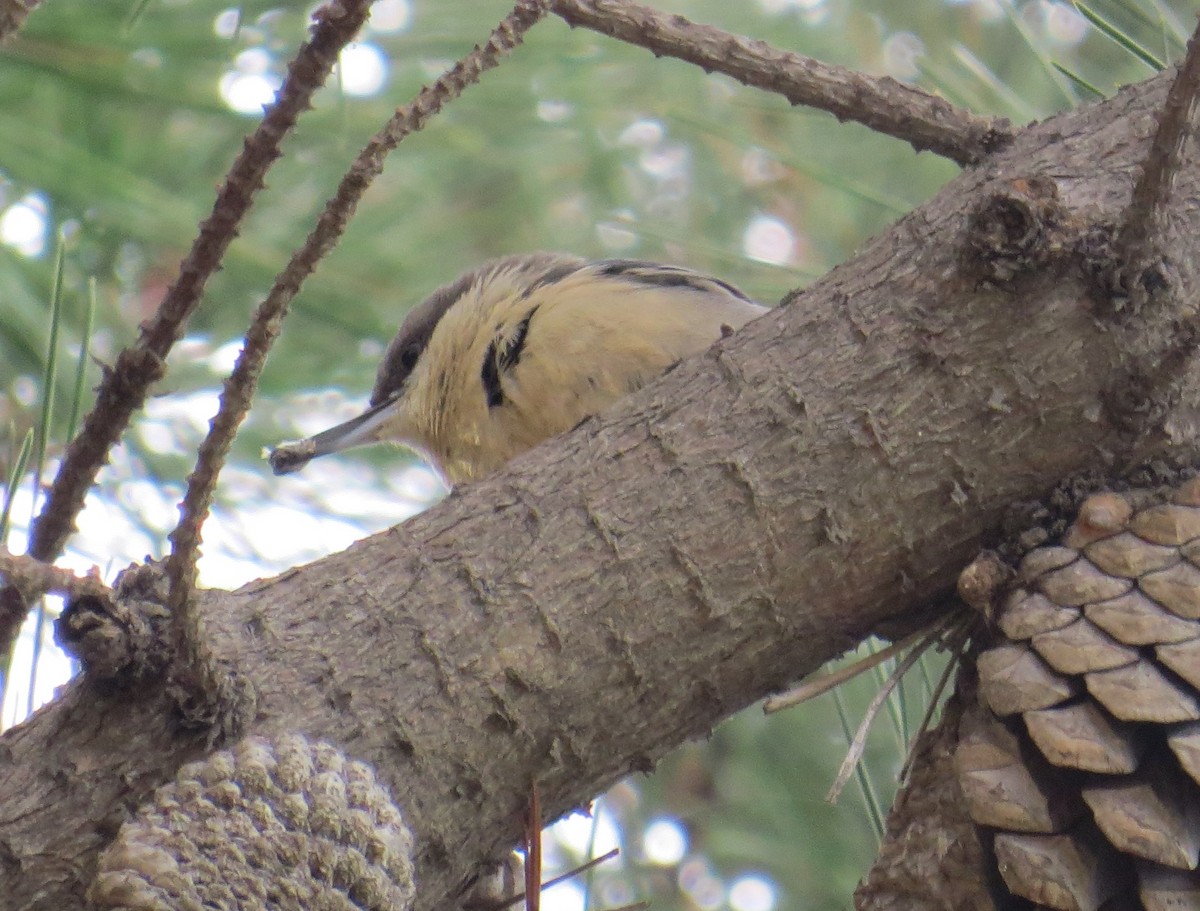 Pygmy Nuthatch - Chris O'Connell