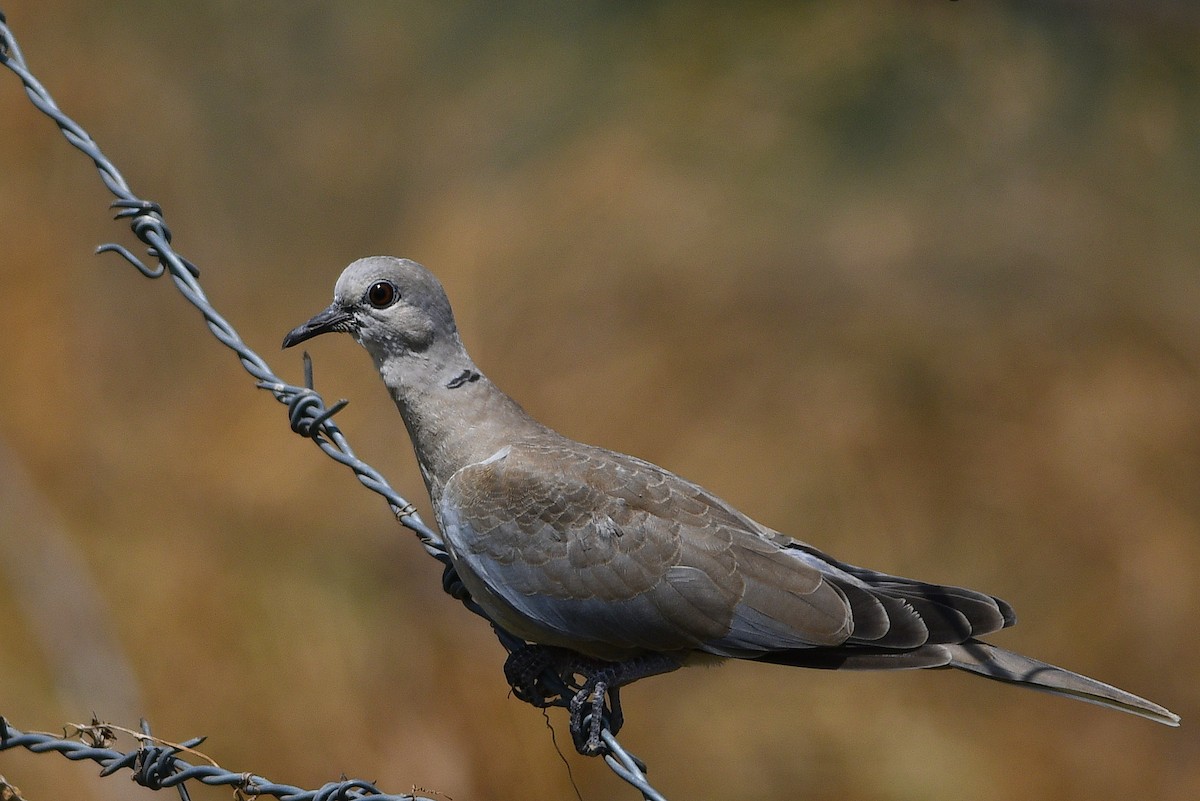 Eurasian Collared-Dove - ML220953841