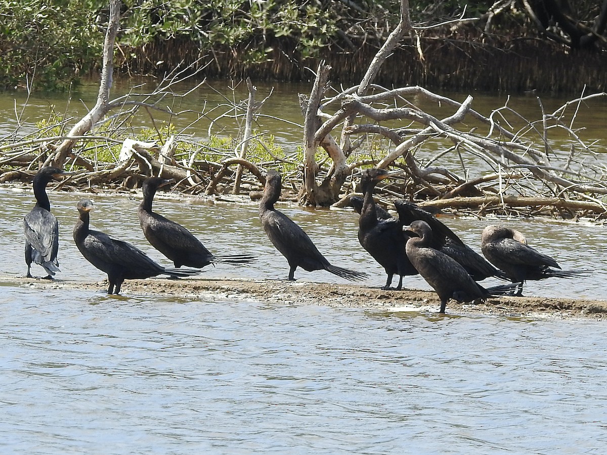 Neotropic Cormorant - ML220955721