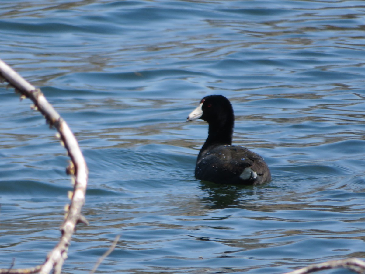 American Coot - Carla Delucchi