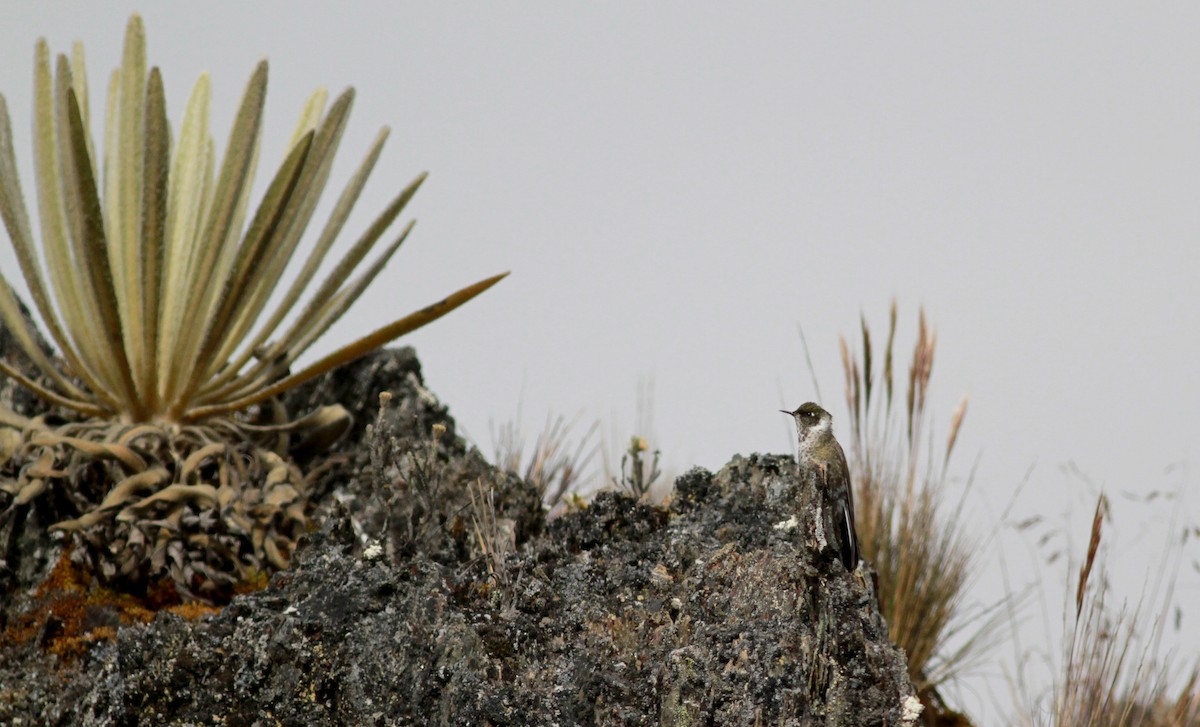 White-bearded Helmetcrest - ML22095691