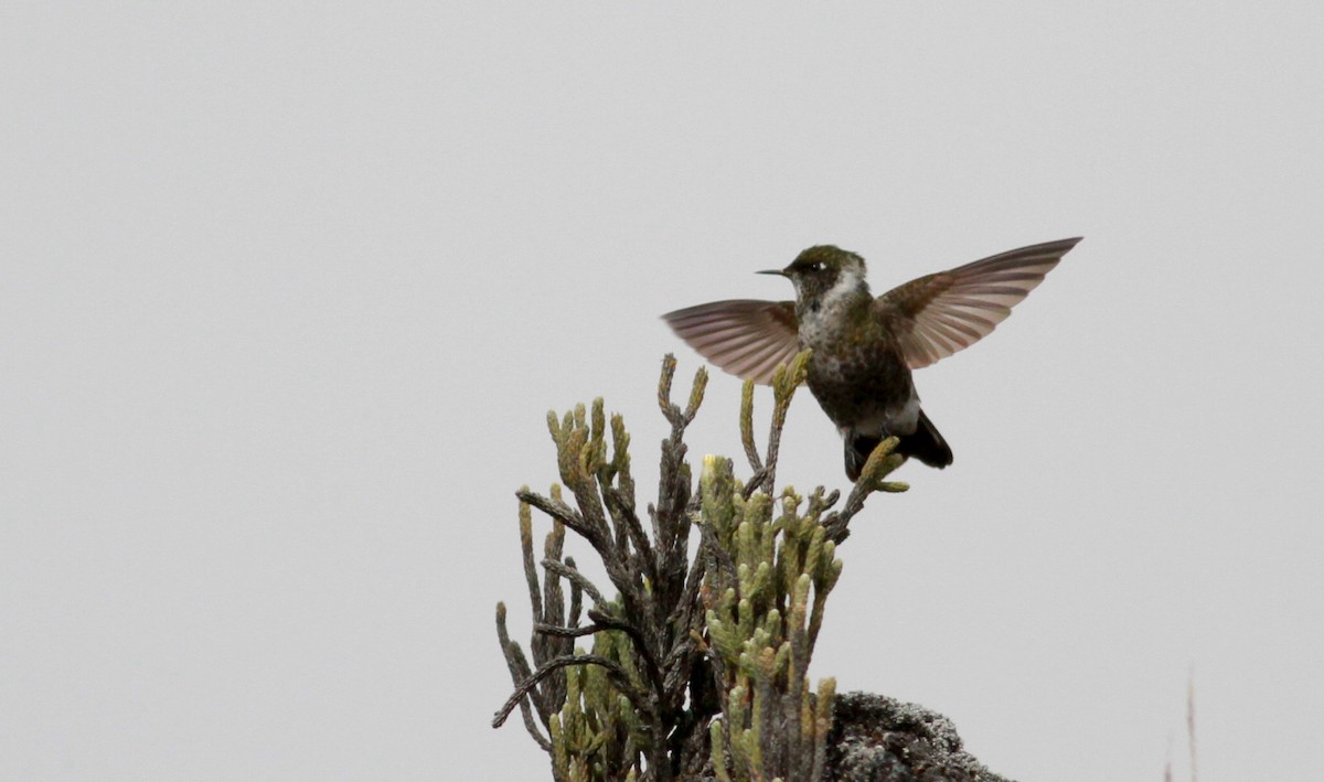 White-bearded Helmetcrest - ML22095701