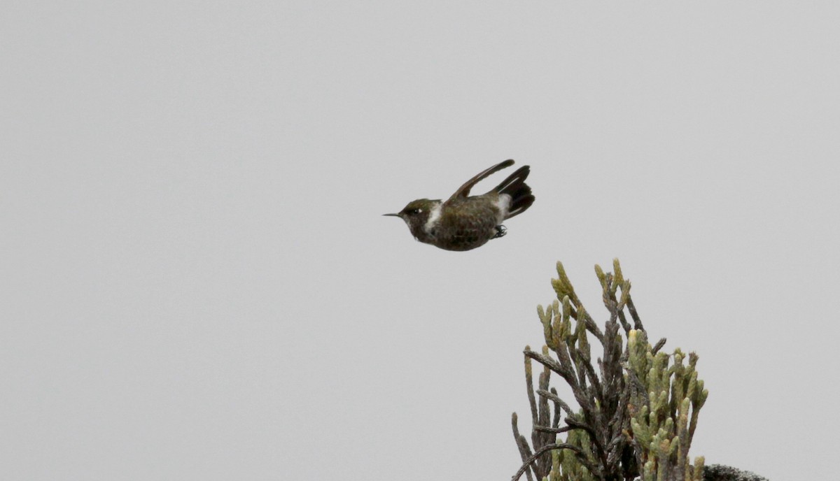 White-bearded Helmetcrest - ML22095721