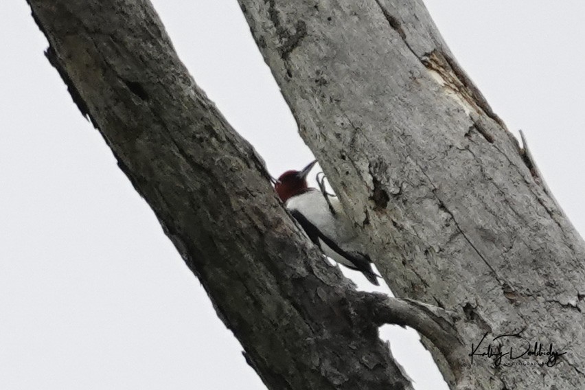 Red-headed Woodpecker - ML220958521