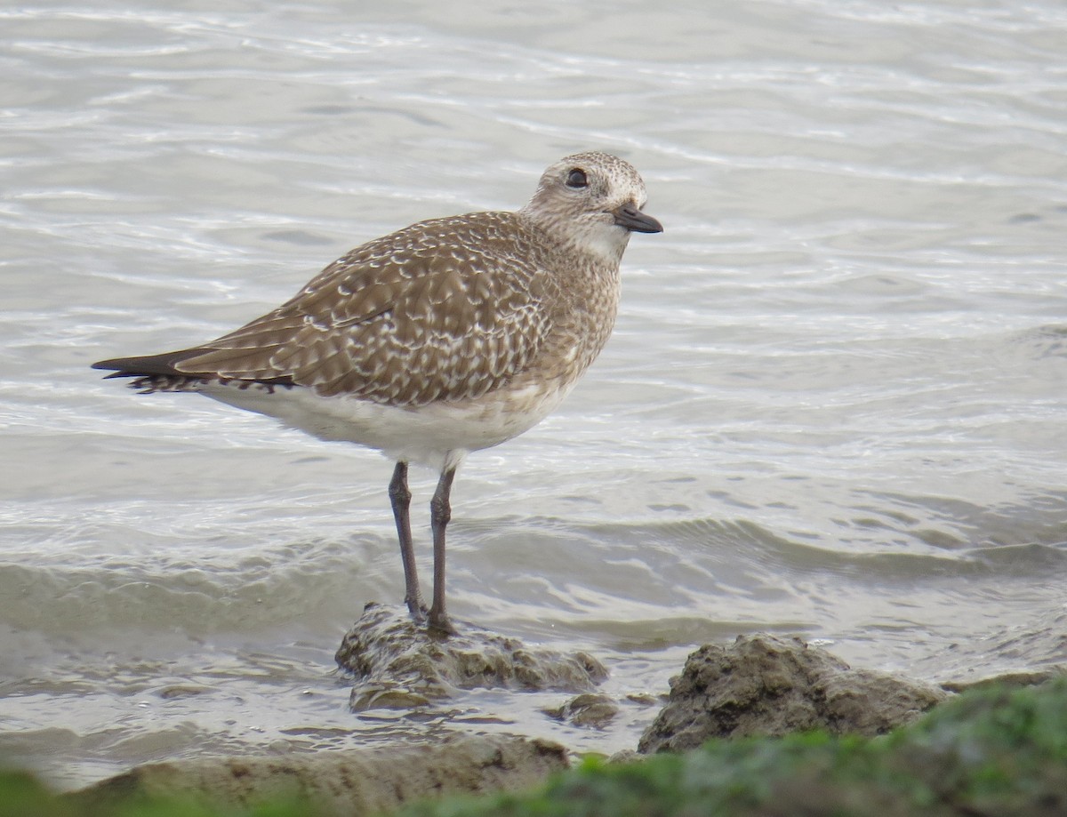 Black-bellied Plover - Chris O'Connell