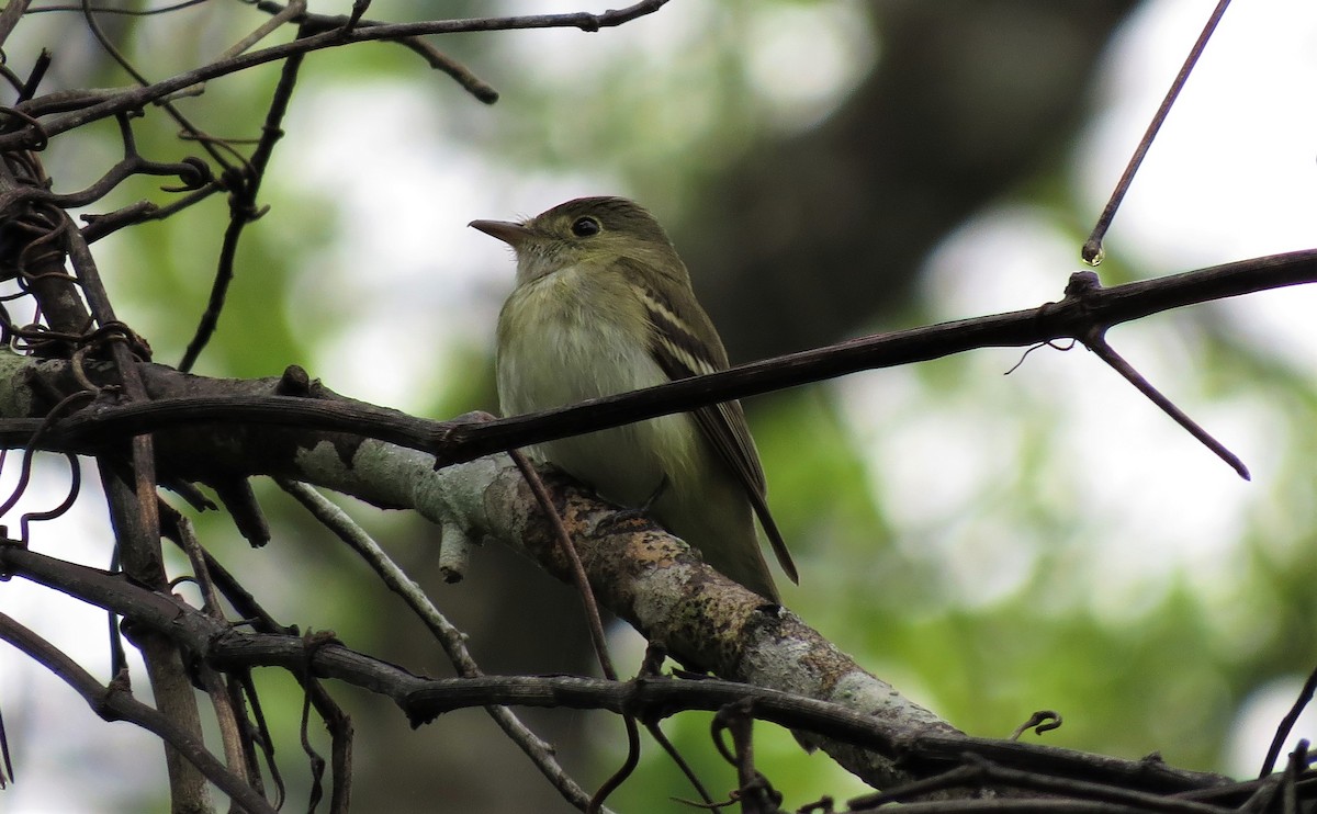 Acadian Flycatcher - ML220959431
