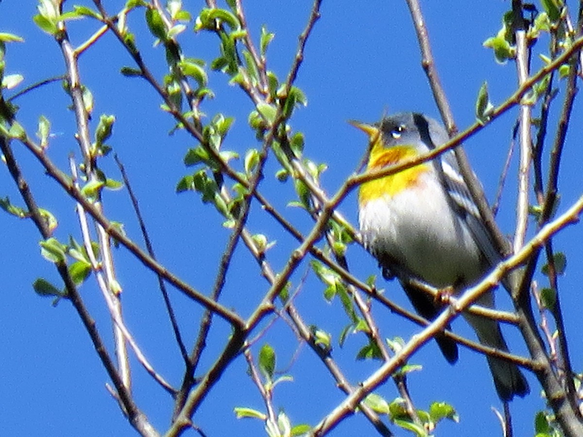 Northern Parula - ML220959471