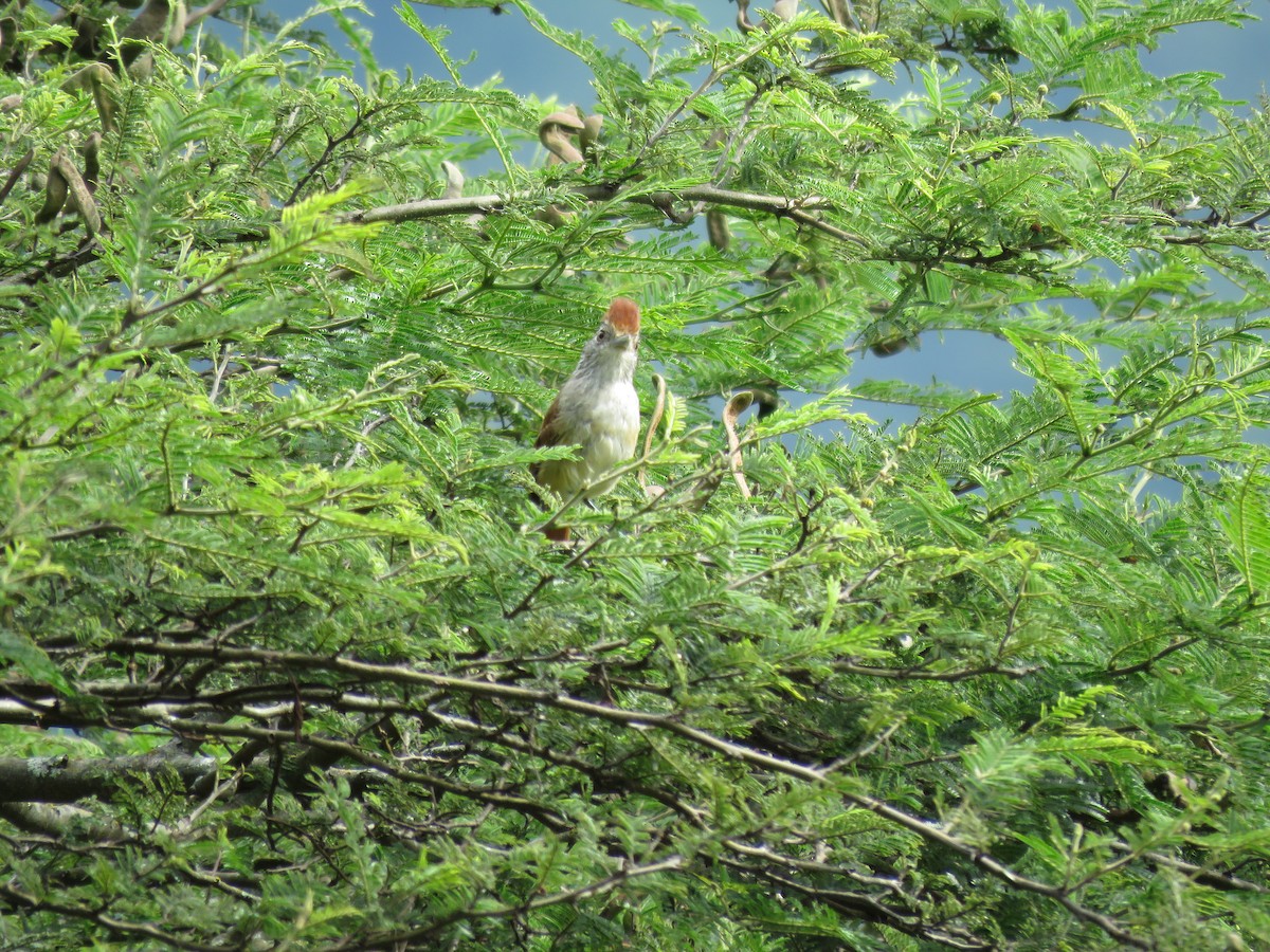 Chapman's Antshrike - ML220960581