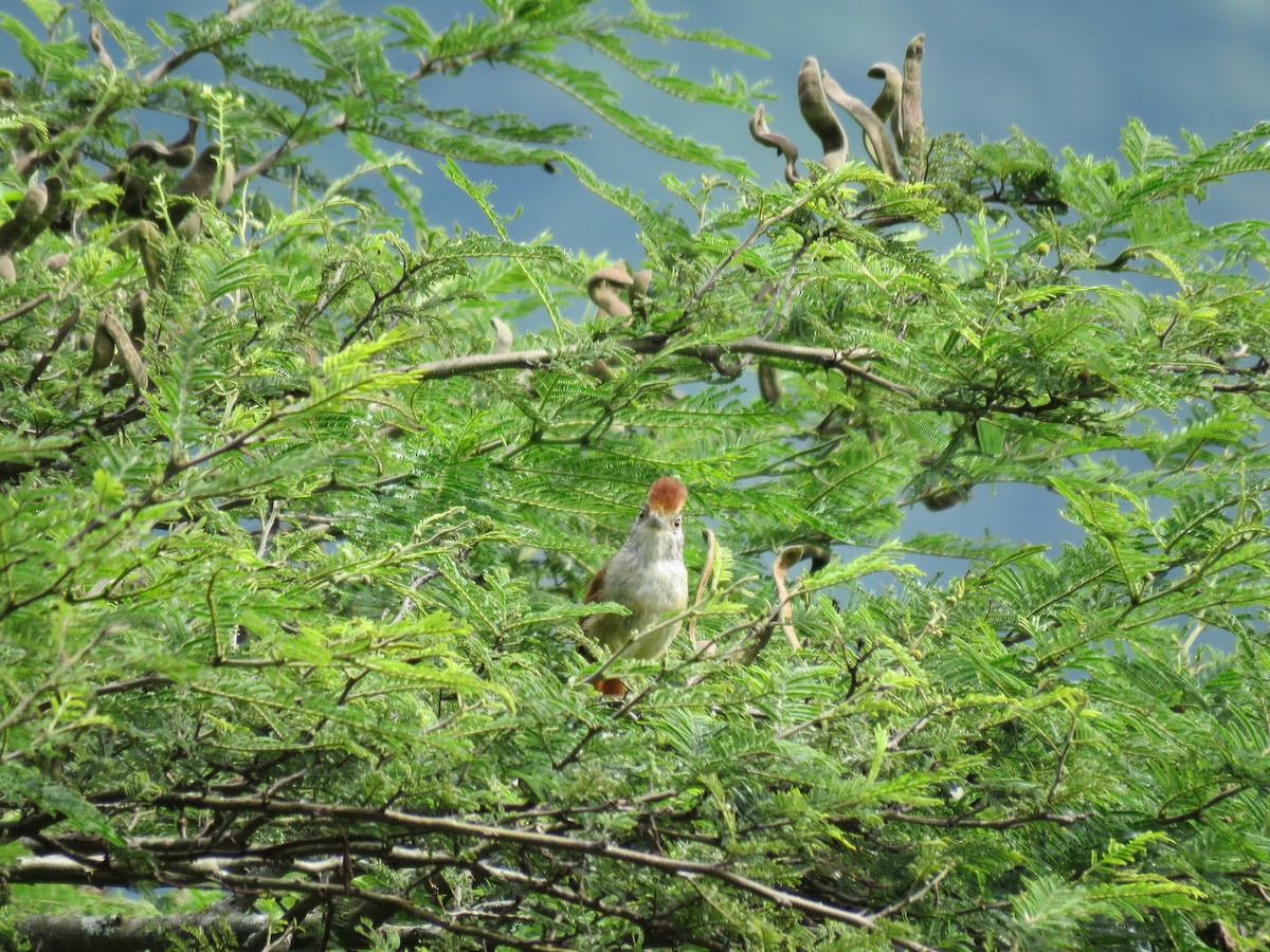 Chapman's Antshrike - ML220961421