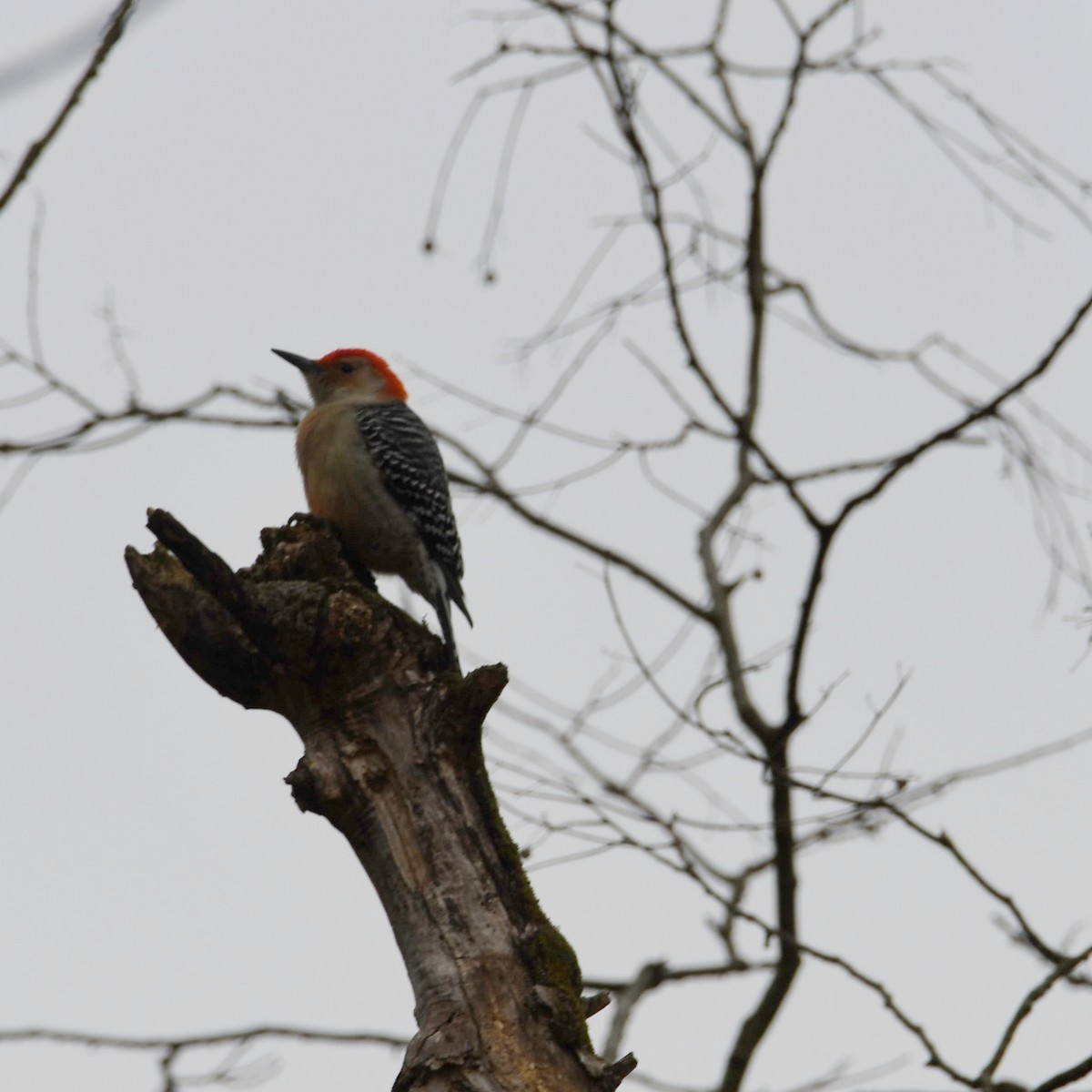 Red-bellied Woodpecker - ML220961561