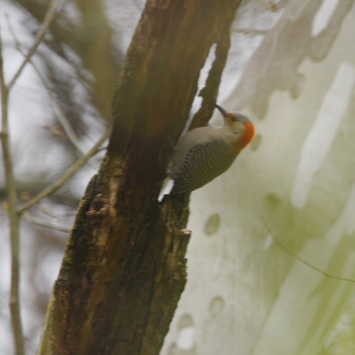Red-bellied Woodpecker - ML220961591