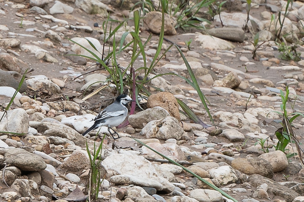 White Wagtail - ML220962181