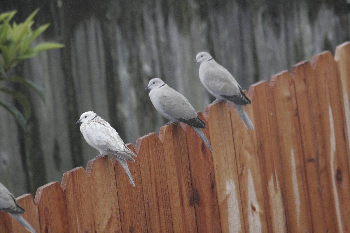 Eurasian Collared-Dove - Peter Pyle