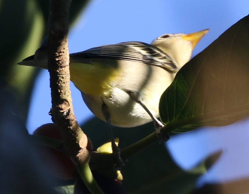 Western Tanager - ML22096351