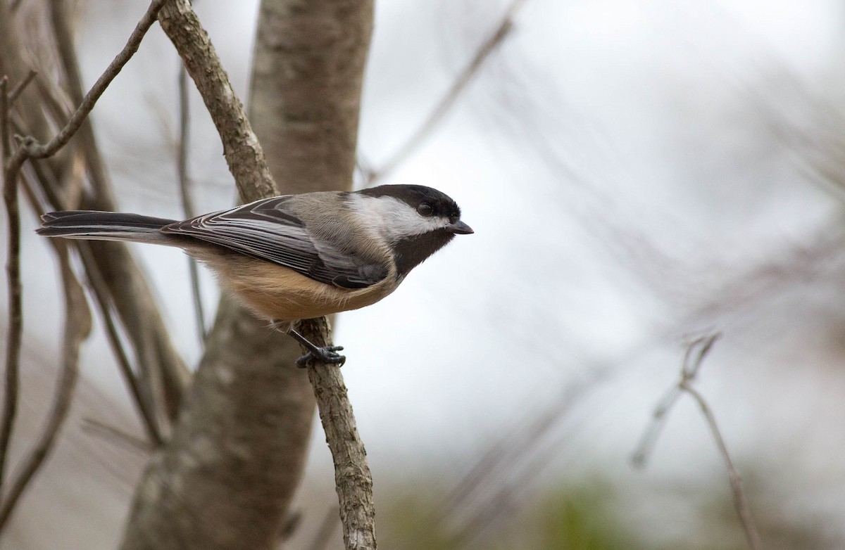 Black-capped Chickadee - ML220965211