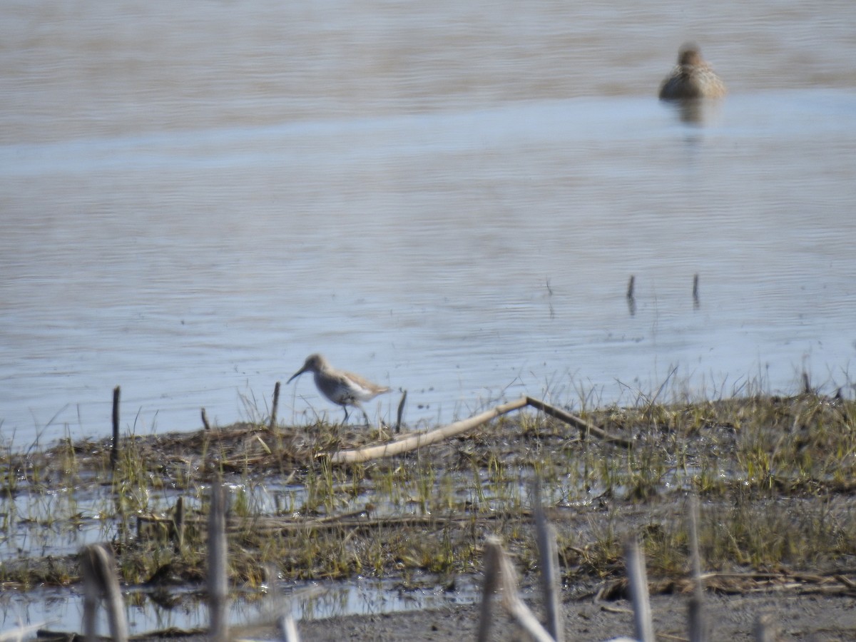 Bécasseau variable - ML220967291