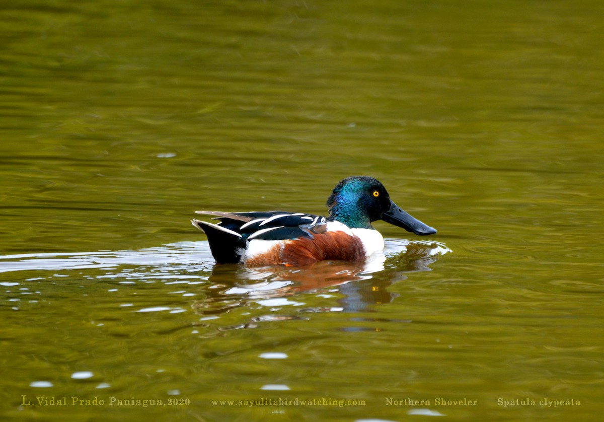 Northern Shoveler - ML220967641