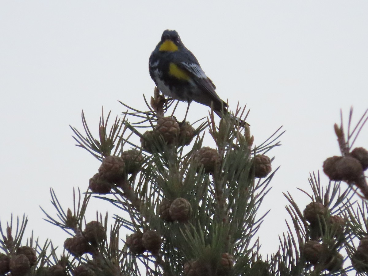 Yellow-rumped Warbler - ML220968141