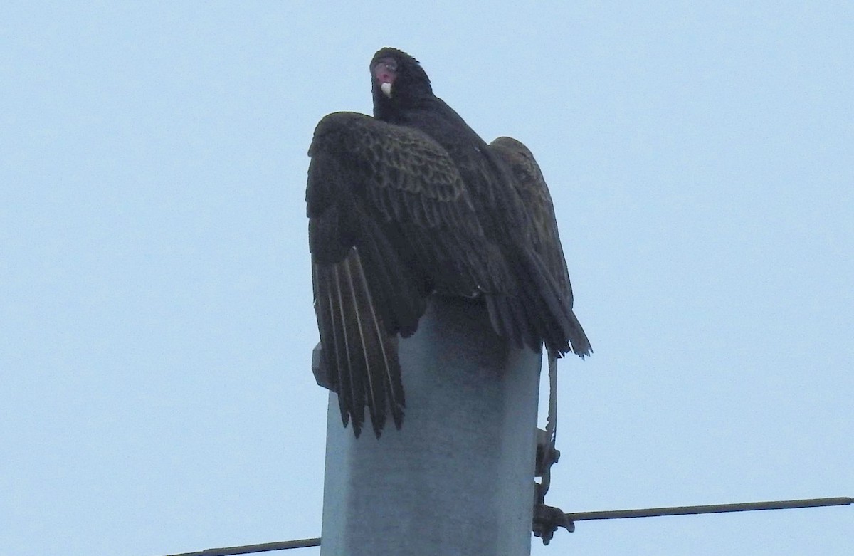 Turkey Vulture - ML220969311