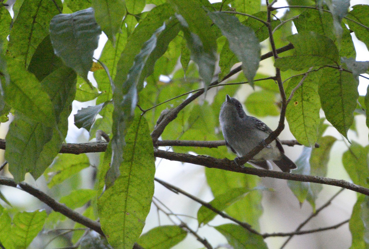 Plain Antvireo - Jorge Dangel