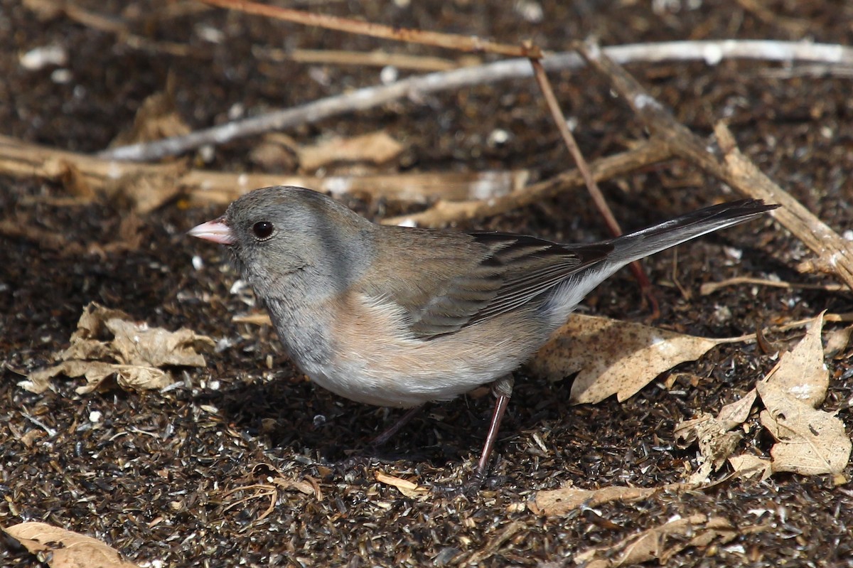 strnadec zimní [skupina oreganus] - ML220971081