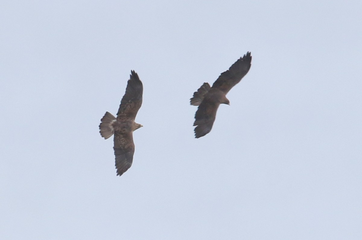 Swainson's Hawk - ML220972531