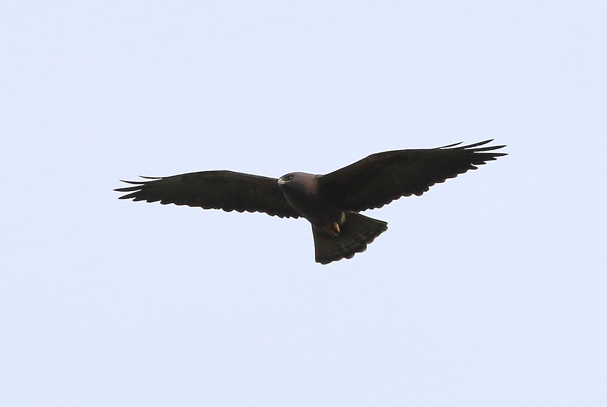 Swainson's Hawk - ML220972631