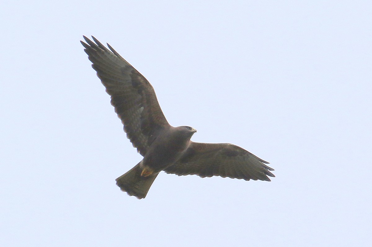 Swainson's Hawk - Steve Rottenborn