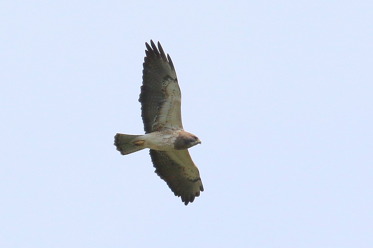 Swainson's Hawk - Steve Rottenborn