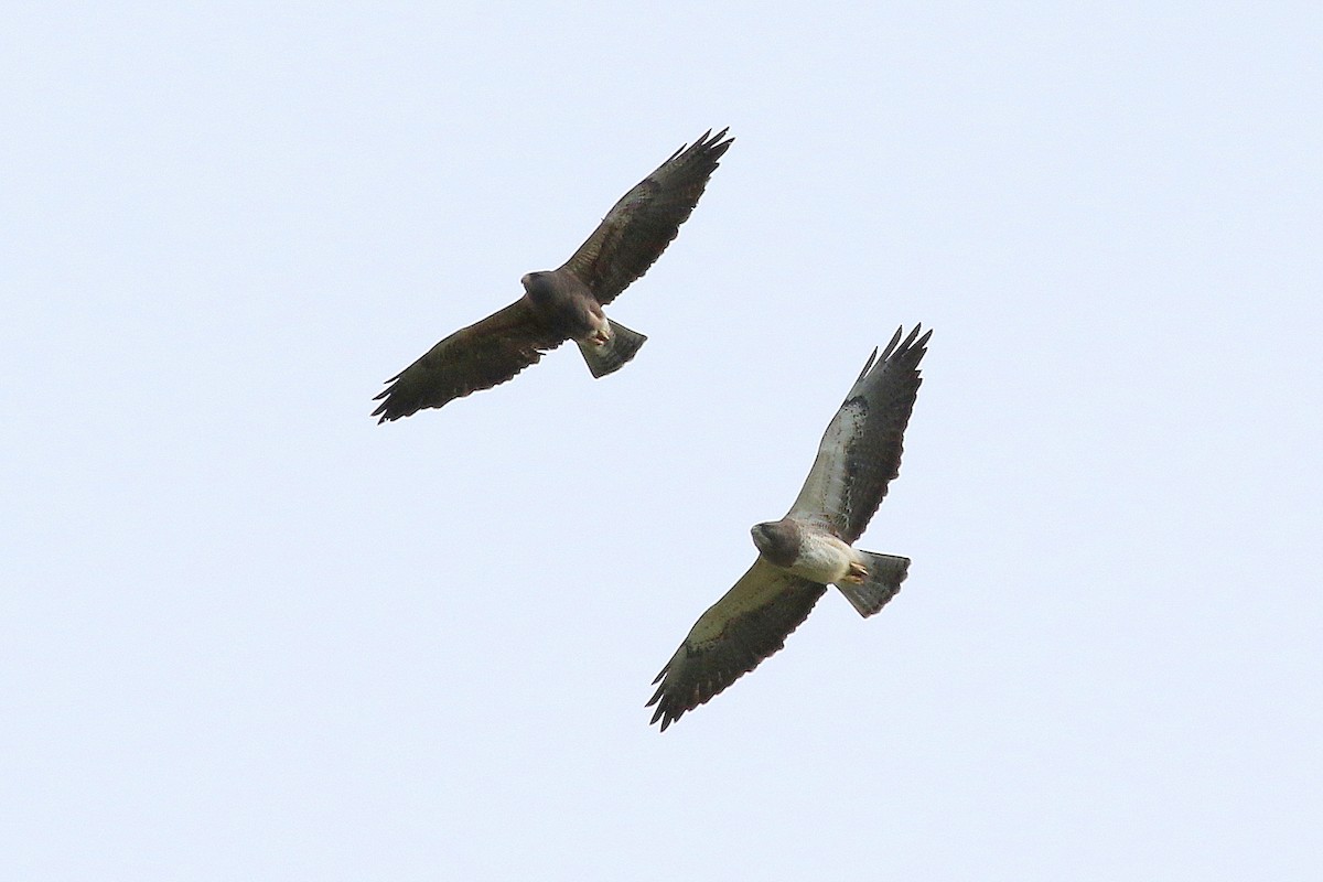 Swainson's Hawk - ML220972731