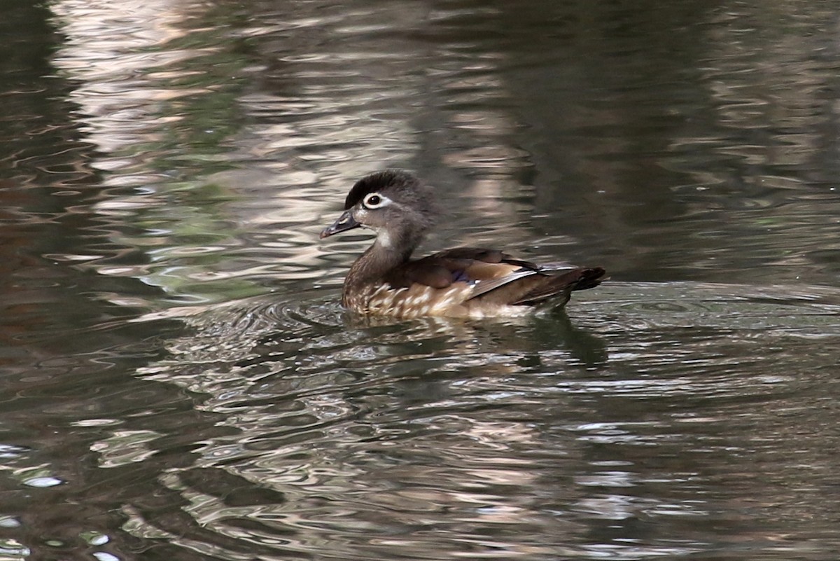 Wood Duck - Steve Rottenborn