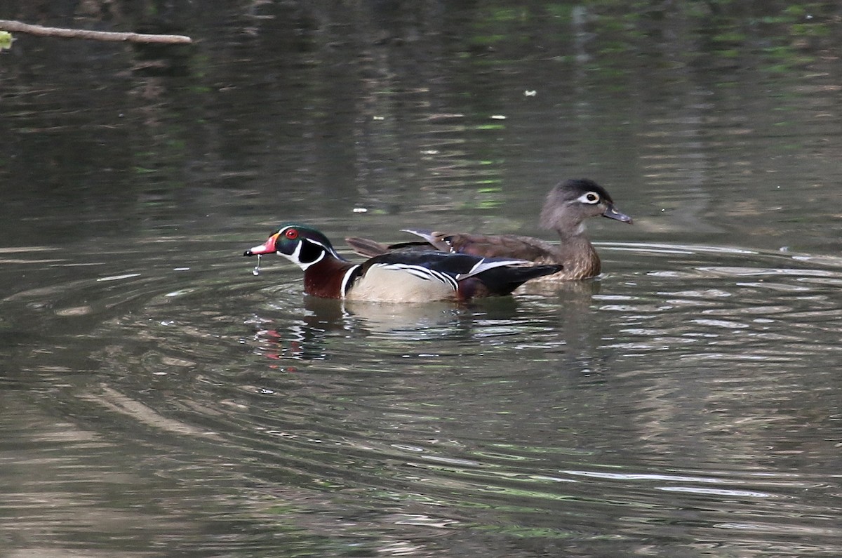 Wood Duck - Steve Rottenborn