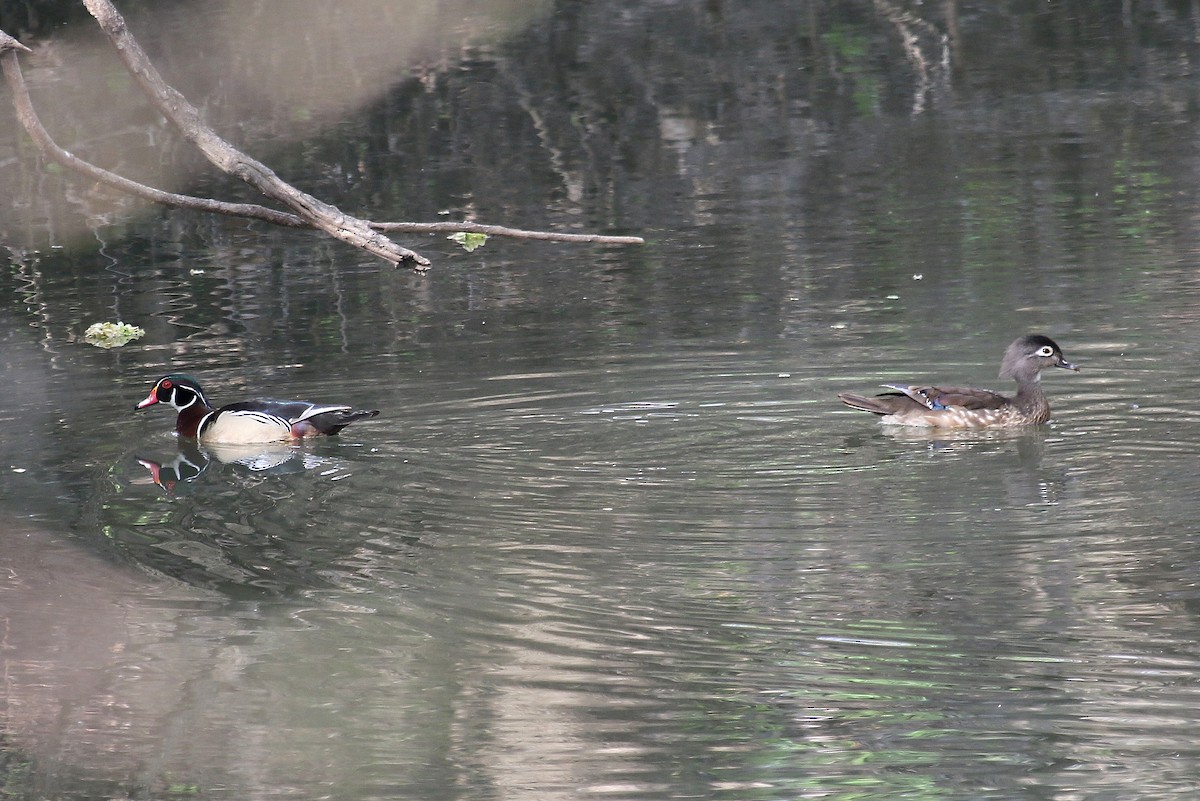 Wood Duck - ML220973011