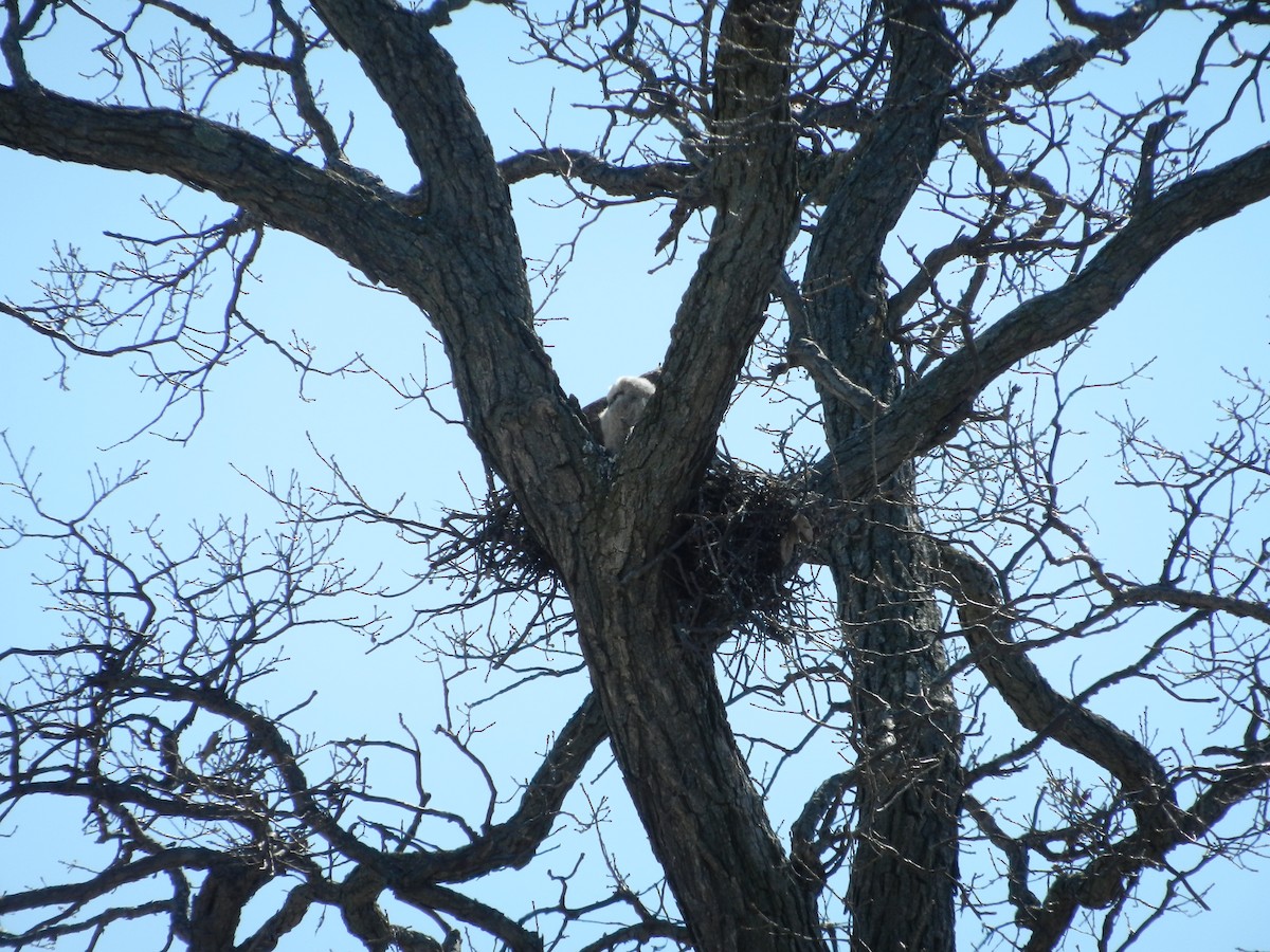 Great Horned Owl - tim elgersma