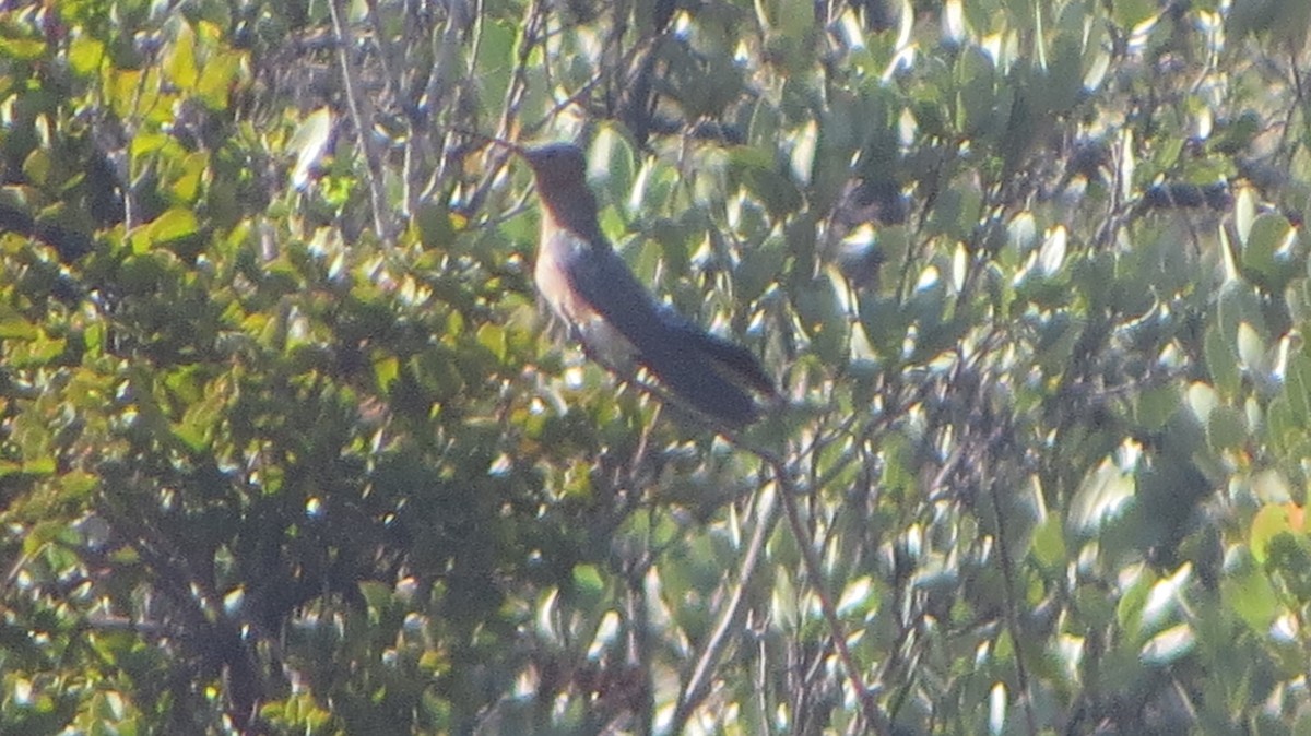 Colibrí Gigante - ML220973771