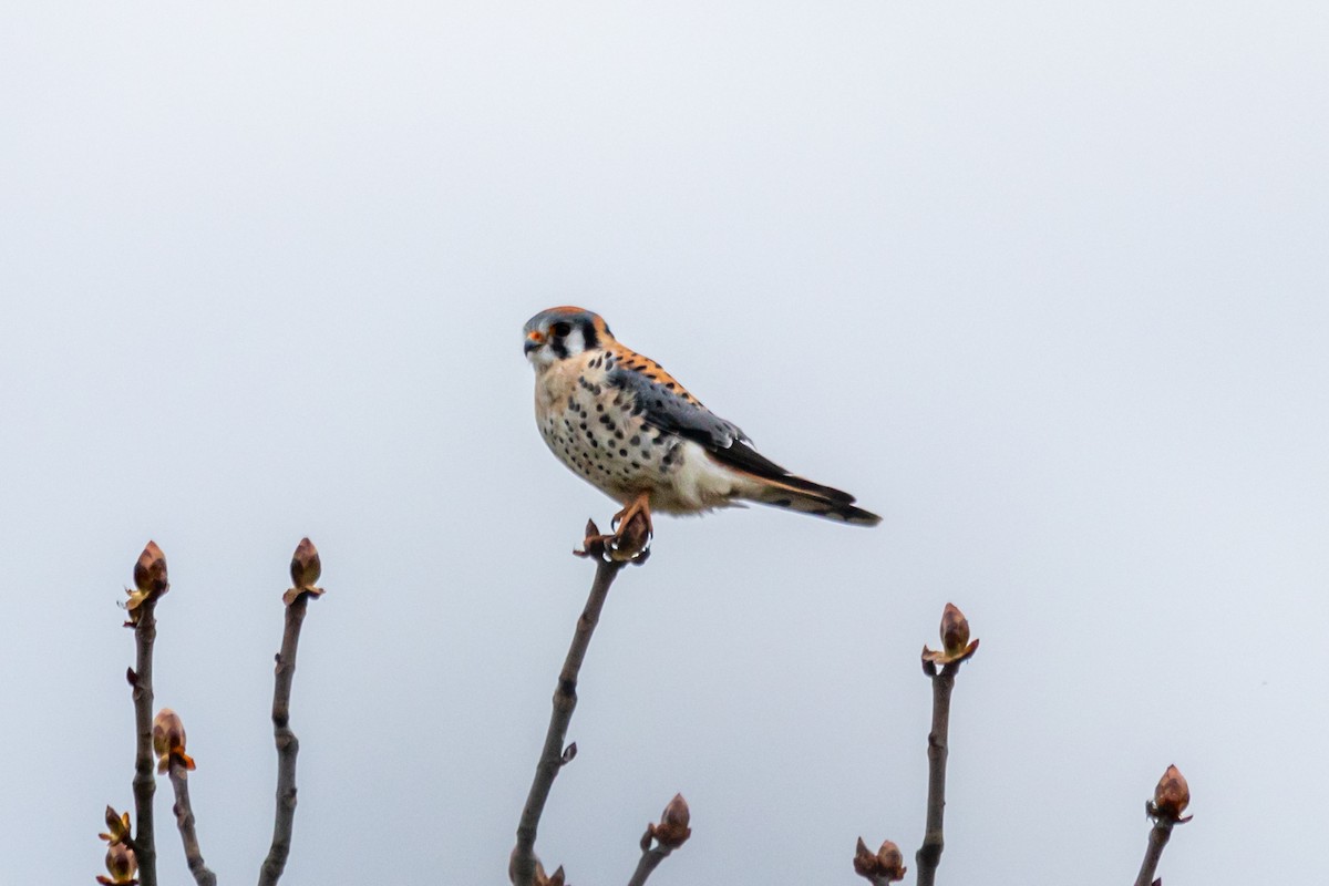 American Kestrel - ML220974341