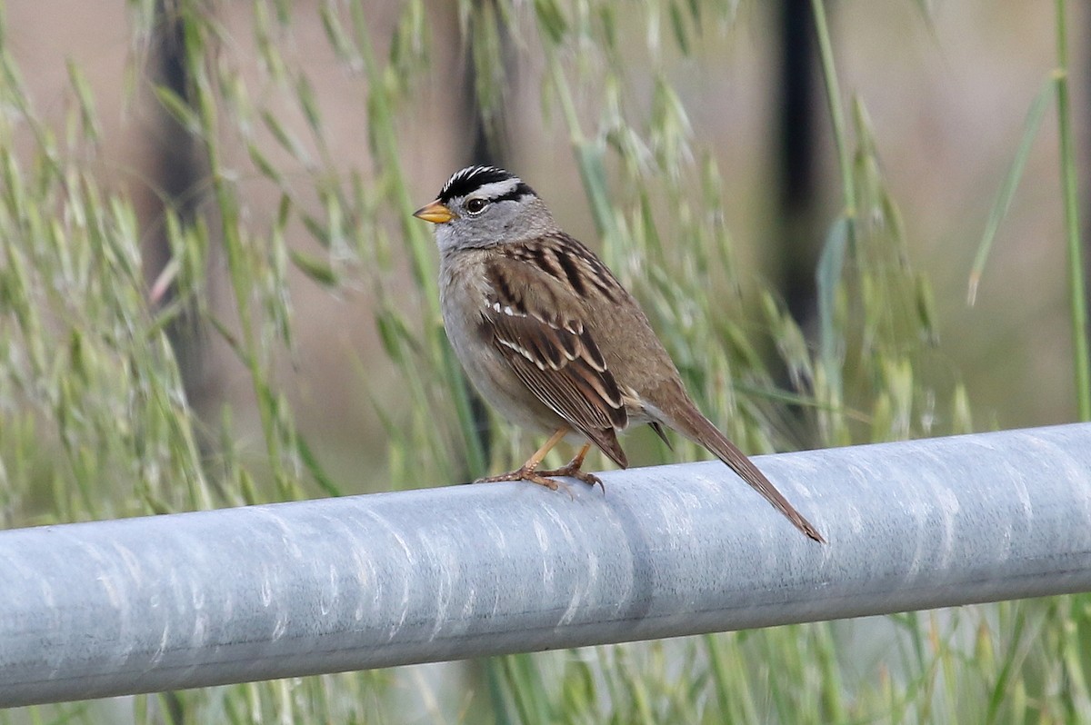 White-crowned Sparrow (pugetensis) - Steve Rottenborn